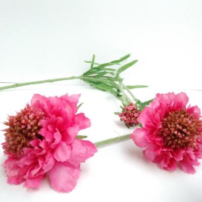 Scabiosa"Ruth"2 bl.,1 bud, pink