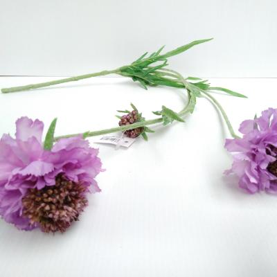 Scabiosa"Ruth"2Bl,1Kn, lila