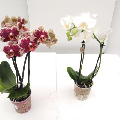 Phalaenopsis multi. ... 3 tak mix Eco / no sleeve