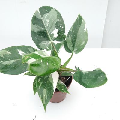 Philodendron White Princess