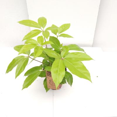 Schleffera Golden Amata