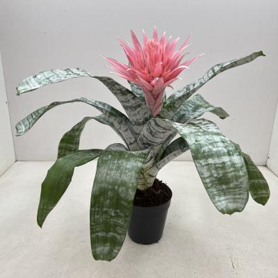 Aechmea Primera XXL