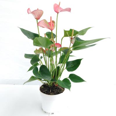 Anthurium 'Livium' - rood + wit