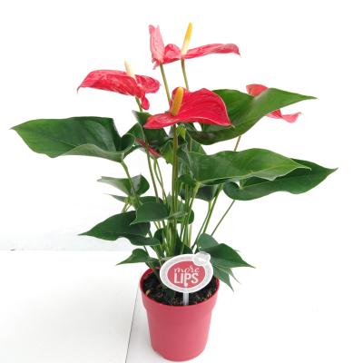 Anthurium Mix Flowers