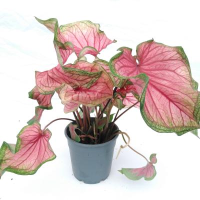 Caladium Mix Superieur