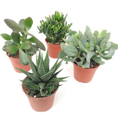 Crassula Summer Set