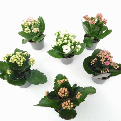 Kalanchoe Blossfeldiana 'Mini Calandiva'