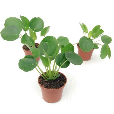 Pilea Peperomioides Mini