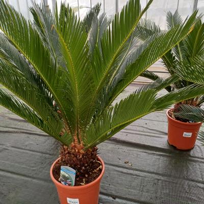 Cycas revoluta