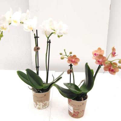 Phalaenopsis multi. Kolibri Mix 2 tak