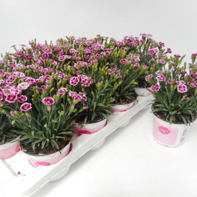 Dianthus 'Pink Kisses' UIT PORTUGAL