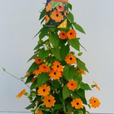 Thunbergia alata - Pyramide in kleuren