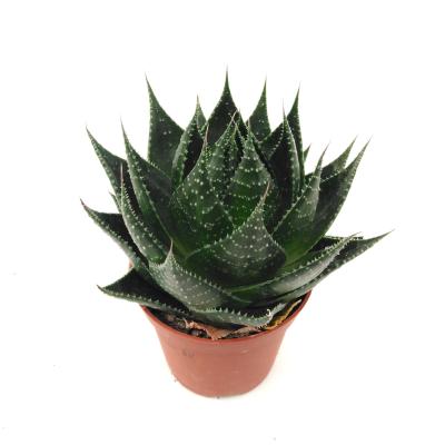 Aloe aristata 'Cosmo'  P 9 cm