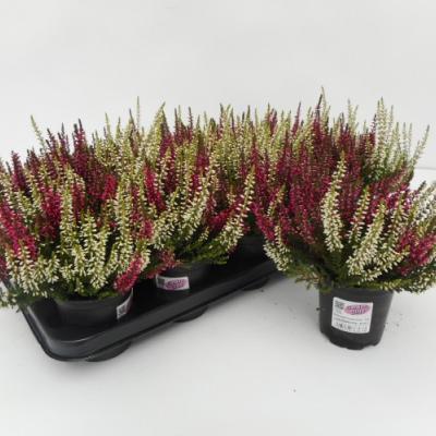 Calluna vulg. 'Beauty-L'  twin rood/wit