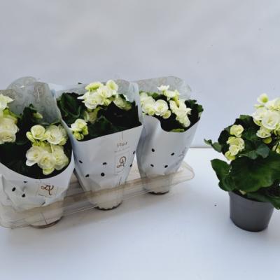 Begonia elat. HL 'Clara White'