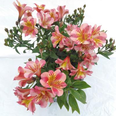 Alstroemeria 'Colorita'® 