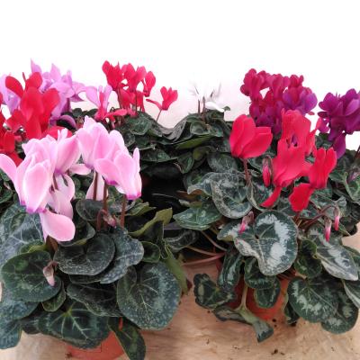 Cyclamen MD 'Allure'
