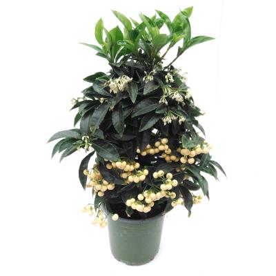 Ardisia crenata 'Bos Premium White' White