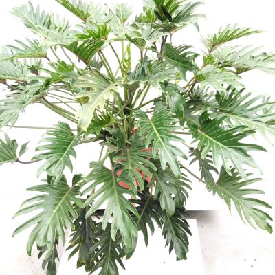 Philodendron 'Xanadu'