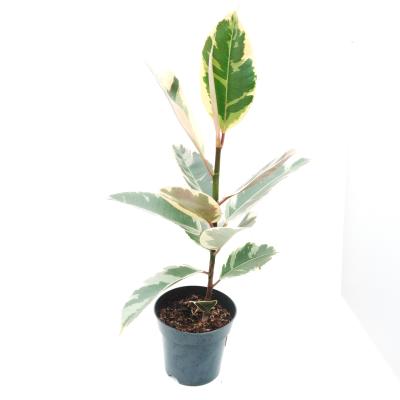 Ficus elastica 'Tineke'