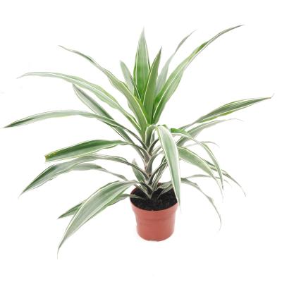 Dracaena fragrans 'Warneckei' 