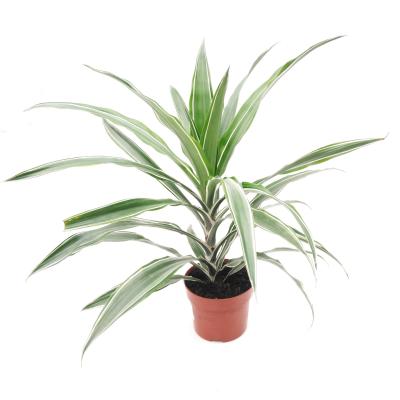 Dracaena fragrans 'Warneckei' 