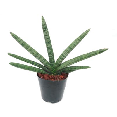 Sansevieria cyl. 'Skyline'