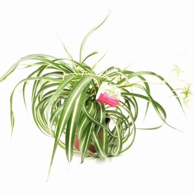 Chlorophytum com. 'Bonnie'