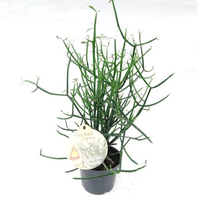 Euphorbia tirucalli R Florado Rena