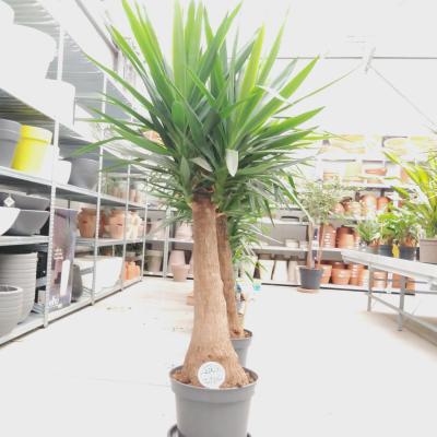 Yucca Maya tree