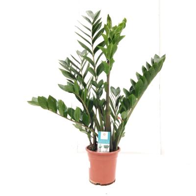 Zamioculcas zamiifolia Decorum 4+ veren