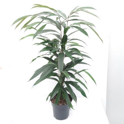 Ficus binn. 'Amstel King'
