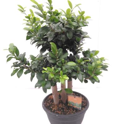 Ficus microcarpa 'Ginseng' Forrest Shape