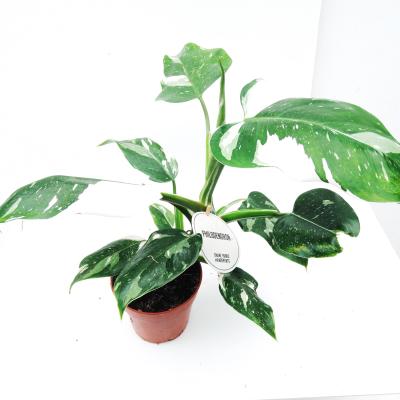 Philodendron 'White Princess'