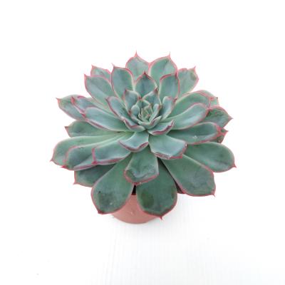 Echeveria 'Hercules'  P 8,5 cm