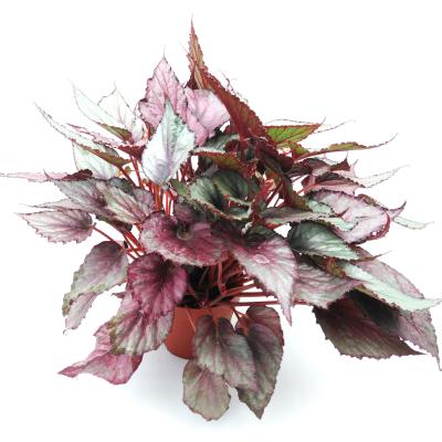 Begonia BD 'Beleaf'  mix