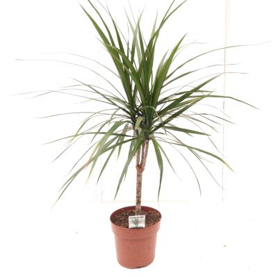 Dracaena marg. Enkele stam 3+ kop