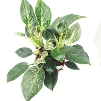 Philodendron 'Birkin'