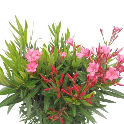 Nerium oleander op stam XXXL