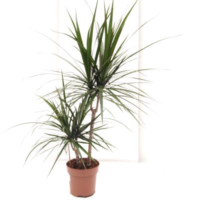 Dracaena marg. 30-15