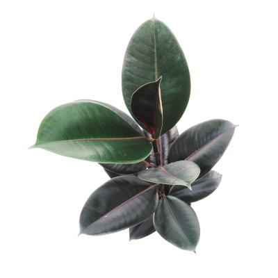 Ficus elastica 'Abidjan'