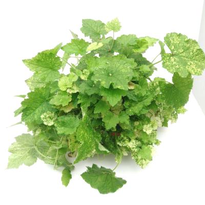 Tolmiea menziesii 'Variegated'  bont