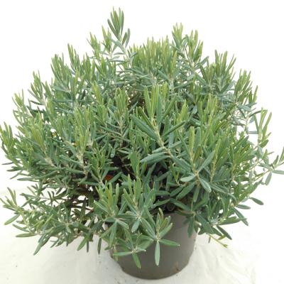 Andromeda polifolia 'Blue Ice'