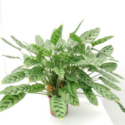 Calathea leopardina