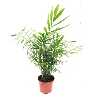 Chamaedorea elegans