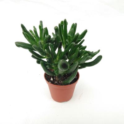 Crassula ovata 'Horn Tree'