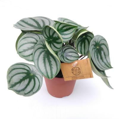 Peperomia argyreia