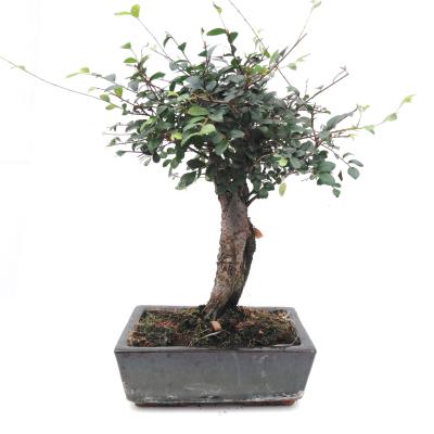 Bonsai mix 20 cm boom + OS