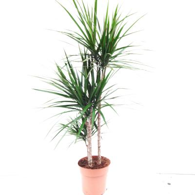 Dracaena marg. 30-10 3+ kop