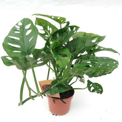 Monstera obliqua 'Monkey Mask'